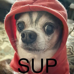 Meet your Posher, Jeffrey